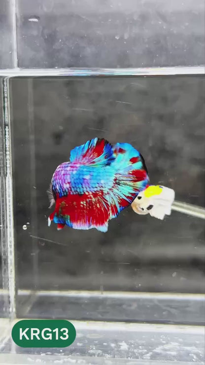 Koi Red Gold Galaxy Plakat Male Betta Fish | You Pick Fish
