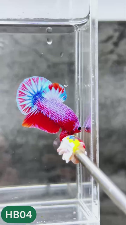 Hellboy Plakat Male Betta Fish | Order Directly From Farm | You Pick Fish