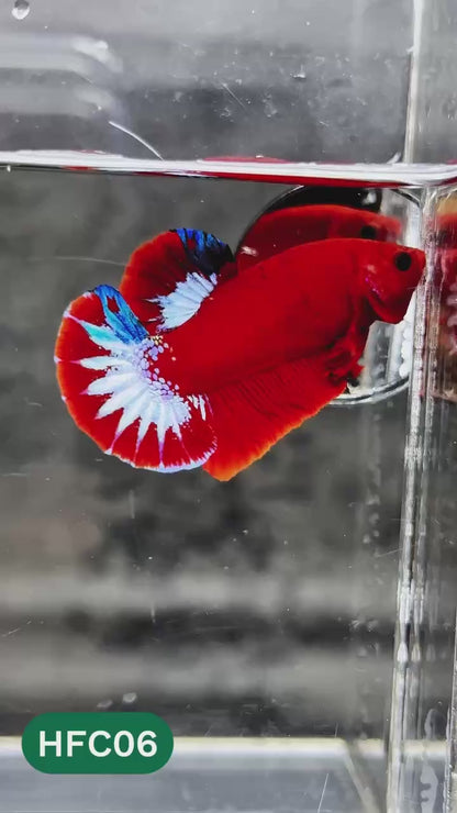Hellboy Plakat Male Betta Fish | Order Directly From Farm | You Pick Fish