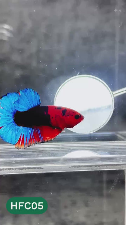 Hellboy Plakat Male Betta Fish | Order Directly From Farm | You Pick Fish