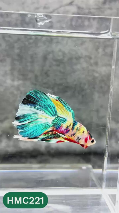 Multicolor Halfmoon Male Betta Fish | Order Directly From Farm | You Pick Fish