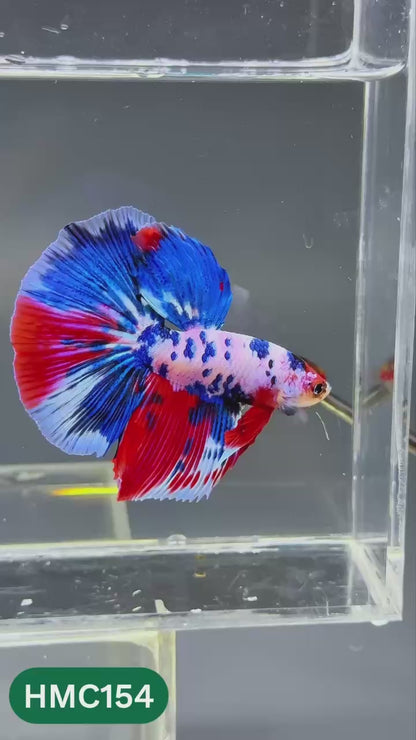 Multicolor Halfmoon Male Betta Fish | Order Directly From Farm | You Pick Fish