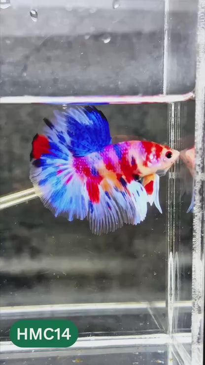 Multicolor Halfmoon Male Betta Fish | High Grade | Order Directly From Farm |  You Pick Fish |