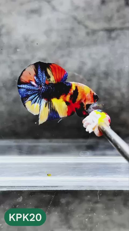 Multicolor Plakat Male Betta Fish |Show Grade|  You Pick Fish