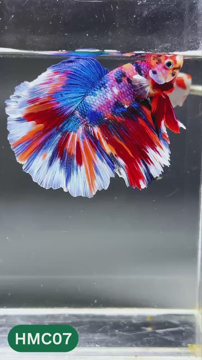 Multicolor Halfmoon Male Betta Fish | High Grade | Order Directly From Farm |  You Pick Fish
