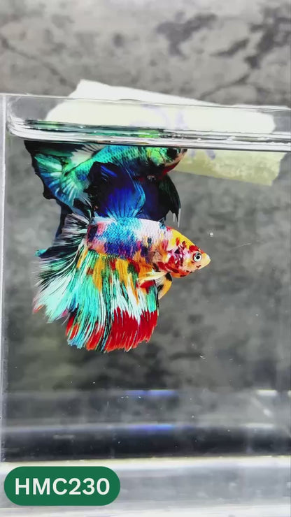Multicolor Halfmoon Male Betta Fish | Order Directly From Farm | You Pick Fish