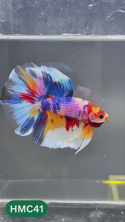 Multicolor Halfmoon Male Betta Fish | High Grade | Order Directly From Farm |  You Pick Fish |