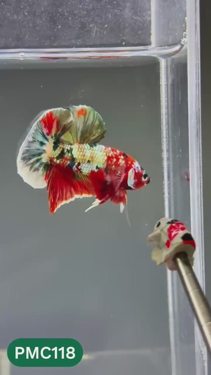 Multicolor Plakat Male Betta Fish |Show Grade|  You Pick Fish