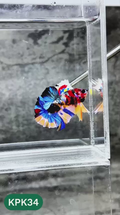 Multicolor Plakat Male Betta Fish |Show Grade|  You Pick Fish