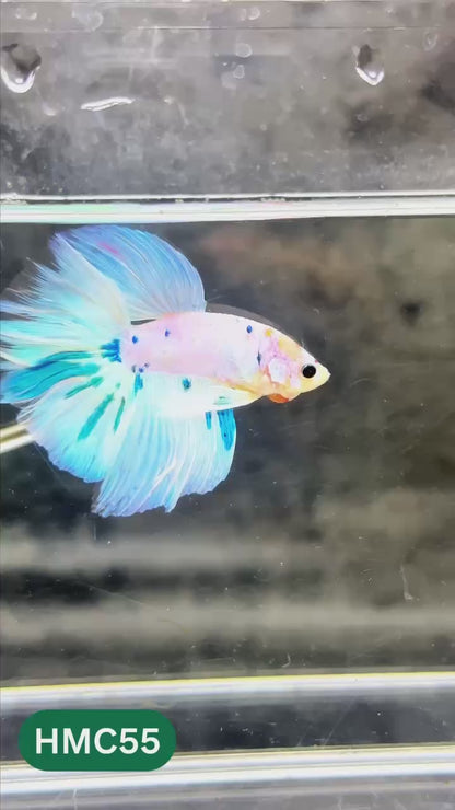 Multicolor Halfmoon Male Betta Fish | High Grade | Order Directly From Farm |  You Pick Fish |