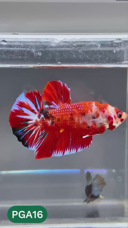 King Giant Plakat Male Betta Fish | You Pick Fish | High Grade