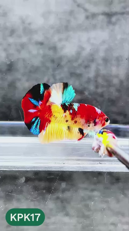 Multicolor Plakat Male Betta Fish |Show Grade|  You Pick Fish