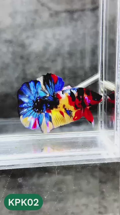 Multicolor Plakat Male Betta Fish |Show Grade|  You Pick Fish