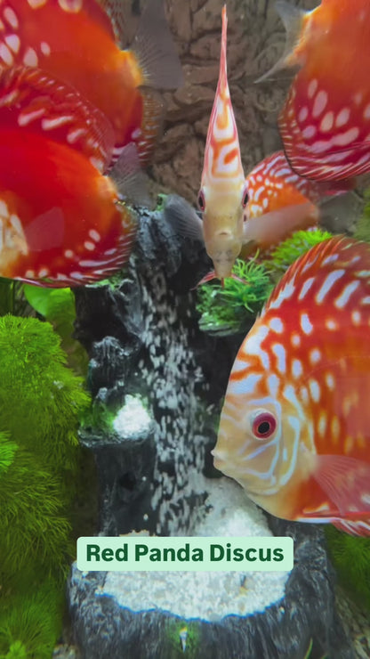 Red Panda Discus Fish | Ultra Color