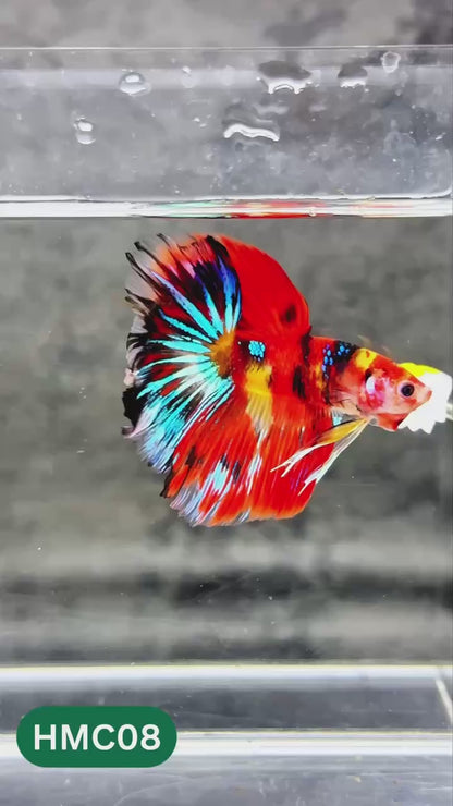Multicolor Halfmoon Male Betta Fish | High Grade | Order Directly From Farm |  You Pick Fish |