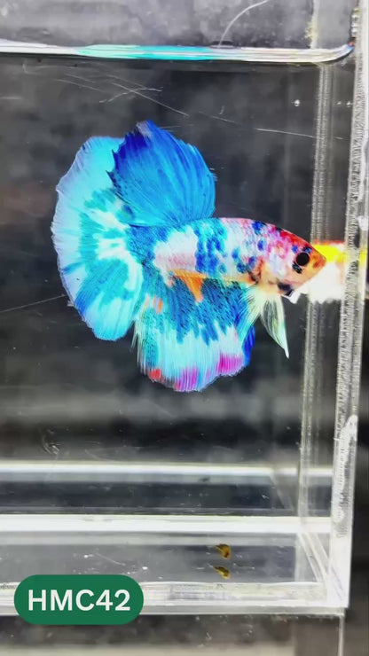Multicolor Halfmoon Male Betta Fish | High Grade | Order Directly From Farm |  You Pick Fish |