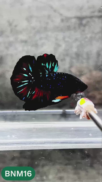 Dark Flame Hellfire Plakat Male Betta Fish | You Pick Fish | Rare Betta