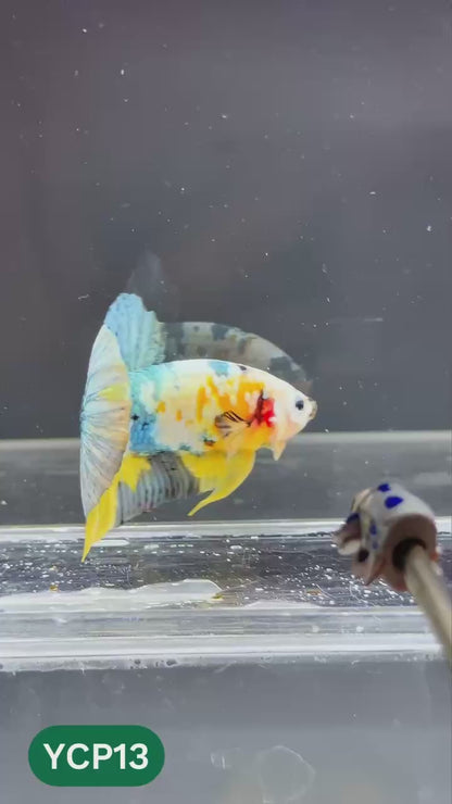 Koi Yellow Plakat Male Betta Fish | Show Grade | You Pick Fish