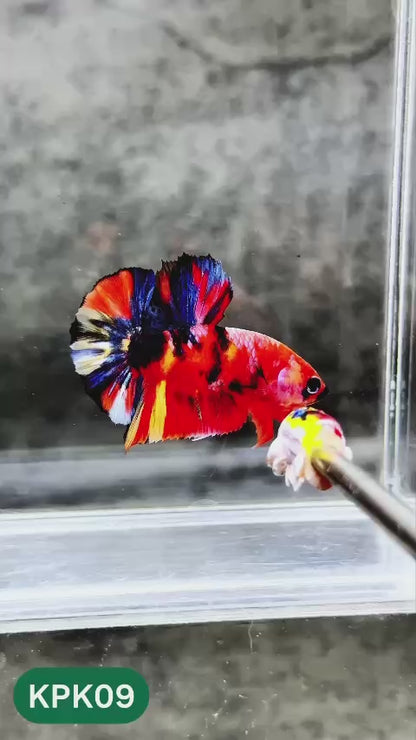 Multicolor Plakat Male Betta Fish |Show Grade|  You Pick Fish