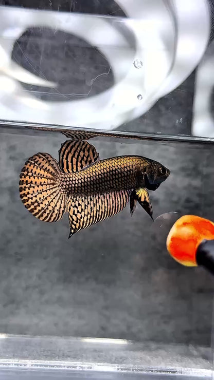 Wild Alien Copper Male Betta Fish