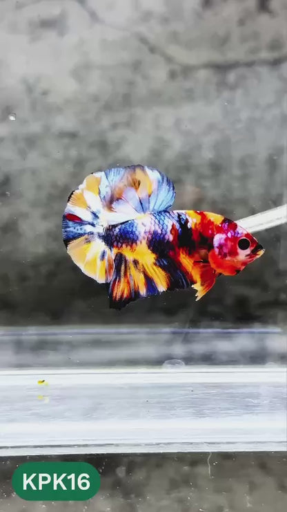 Multicolor Plakat Male Betta Fish |Show Grade|  You Pick Fish