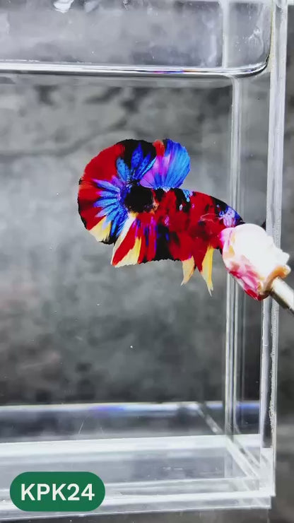 Multicolor Plakat Male Betta Fish |Show Grade|  You Pick Fish