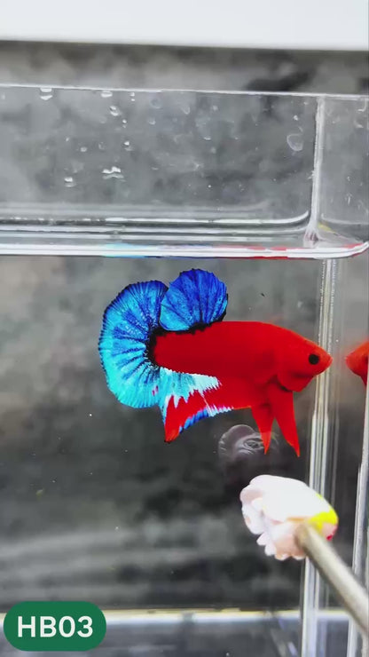Hellboy Plakat Male Betta Fish | Order Directly From Farm | You Pick Fish