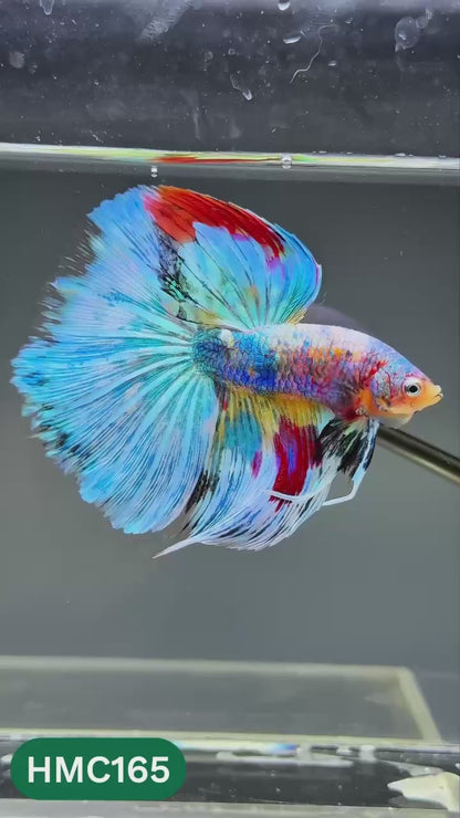 Multicolor Halfmoon Male Betta Fish | Order Directly From Farm | You Pick Fish