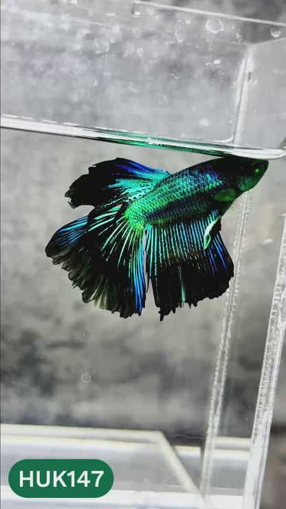 Black Hulk Halfmoon Male Betta Fish | You Pick Fish