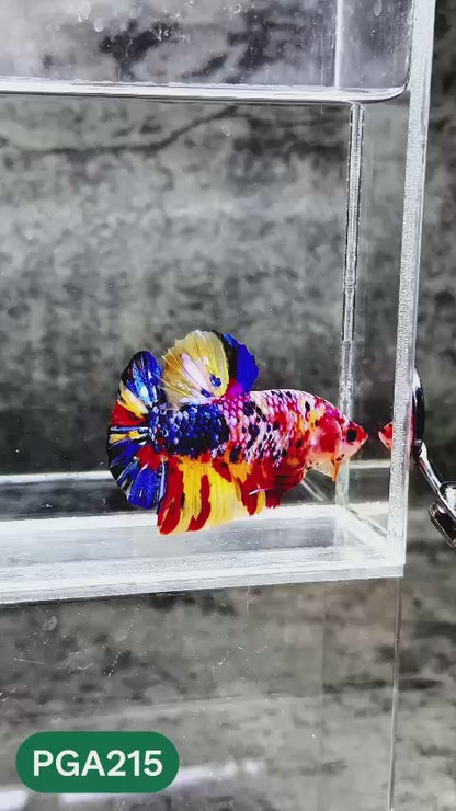 King Giant Plakat Male Betta Fish | You Pick Fish | High Grade