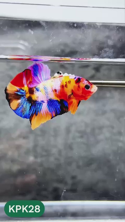 Multicolor Plakat Male Betta Fish |Show Grade|  You Pick Fish