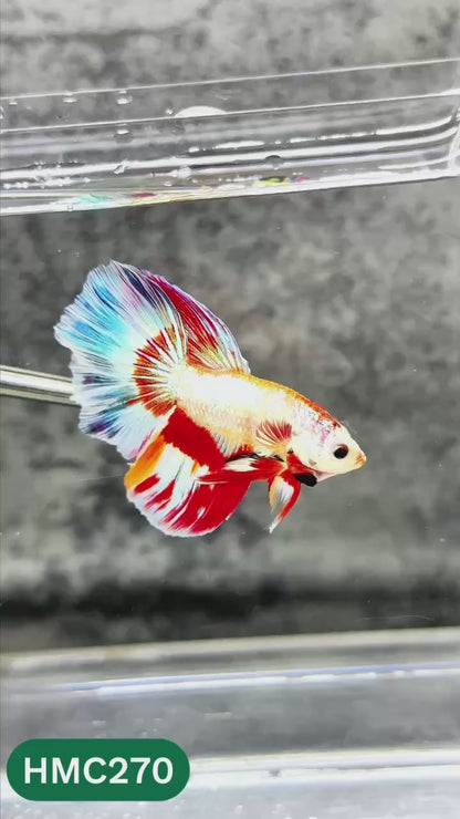 Multicolor Halfmoon Male Betta Fish | Order Directly From Farm | You Pick Fish