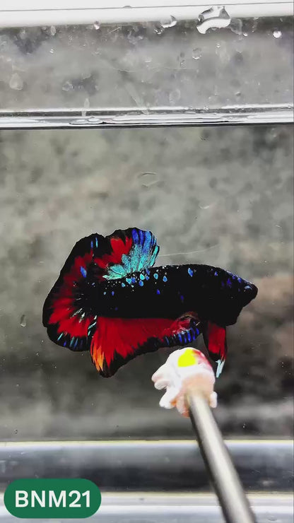 Dark Flame Hellfire Plakat Male Betta Fish | You Pick Fish | Rare Betta