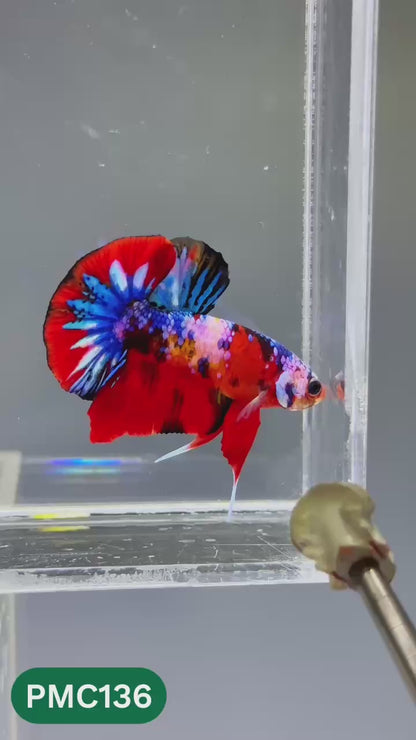 Multicolor Plakat Male Betta Fish |Show Grade|  You Pick Fish