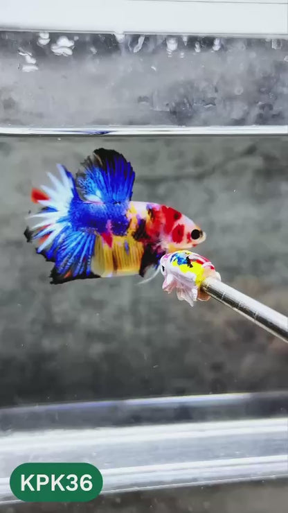 Multicolor Plakat Male Betta Fish |Show Grade|  You Pick Fish