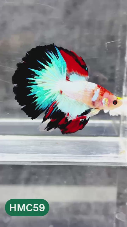 Multicolor Halfmoon Male Betta Fish | High Grade | Order Directly From Farm |  You Pick Fish |