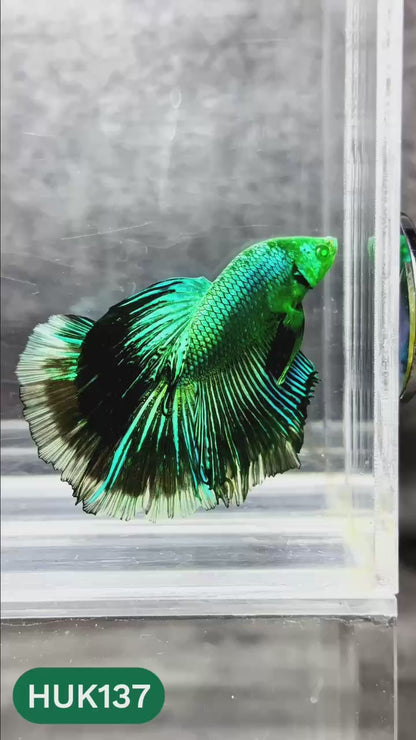 Black Hulk Halfmoon Male Betta Fish | You Pick Fish