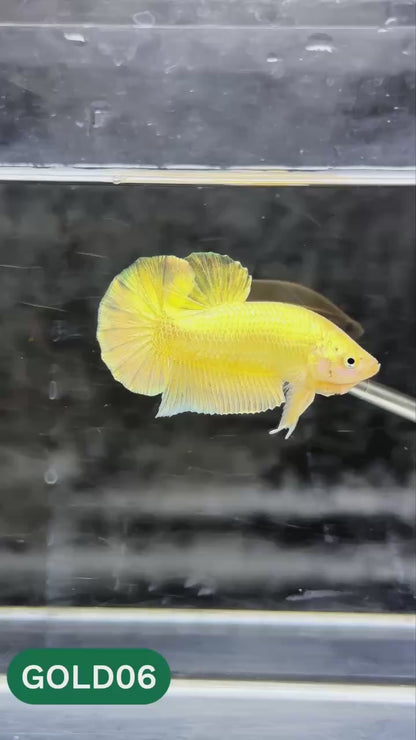 Super Gold Plakat Male Betta Fish | You Pick Fish | Show Grade