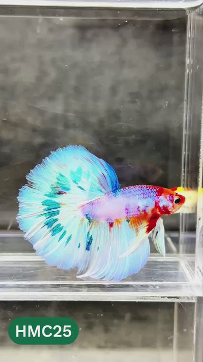 Multicolor Halfmoon Male Betta Fish | High Grade | Order Directly From Farm |  You Pick Fish |