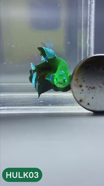 Galaxy Hulk Plakat Male Betta Fish | Exotic Grade | You Pick
