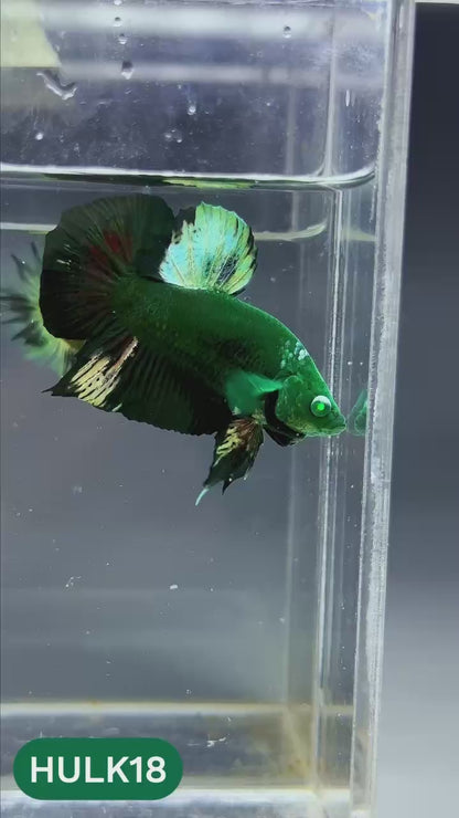 Galaxy Hulk Plakat Male Betta Fish | Exotic Grade | You Pick