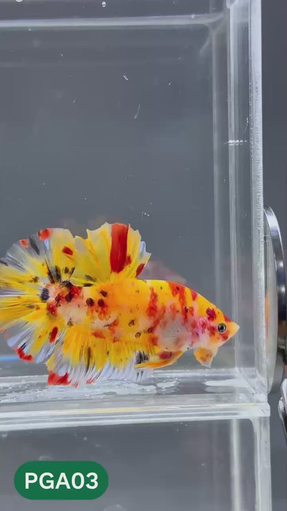 King Giant Plakat Male Betta Fish | You Pick Fish | High Grade