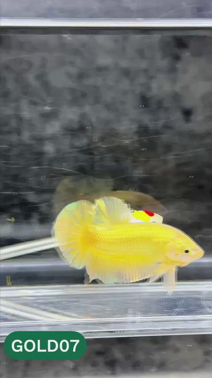 Super Gold Plakat Male Betta Fish | You Pick Fish | Show Grade