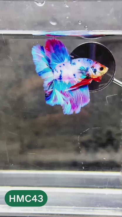 Multicolor Halfmoon Male Betta Fish | High Grade | Order Directly From Farm |  You Pick Fish |