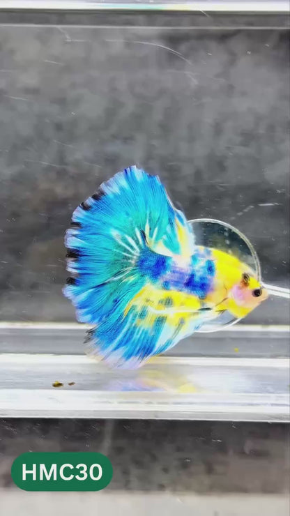 Multicolor Halfmoon Male Betta Fish | High Grade | Order Directly From Farm |  You Pick Fish |