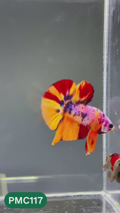 Multicolor Plakat Male Betta Fish |Show Grade|  You Pick Fish