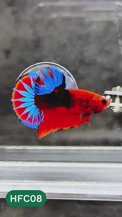 Hellboy Plakat Male Betta Fish | Order Directly From Farm | You Pick Fish