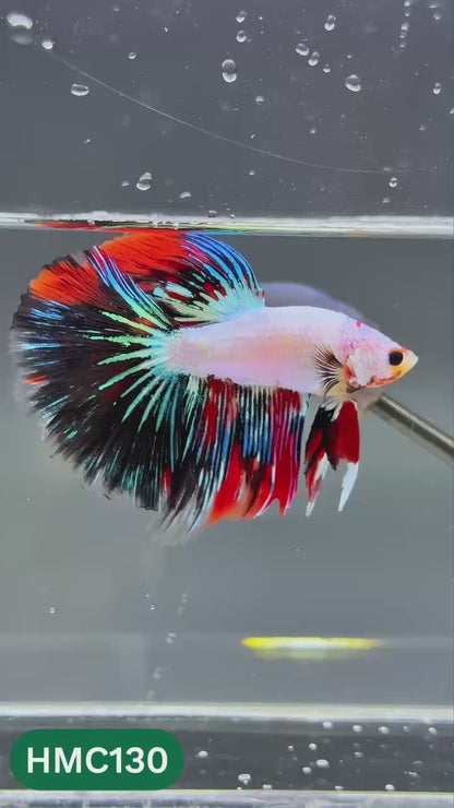 Multicolor Halfmoon Male Betta Fish | Order Directly From Farm | You Pick Fish