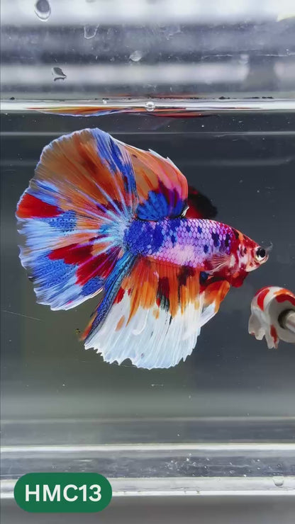 Multicolor Halfmoon Male Betta Fish | High Grade | Order Directly From Farm |  You Pick Fish
