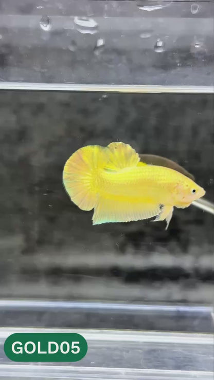 Super Gold Plakat Male Betta Fish | You Pick Fish | Show Grade